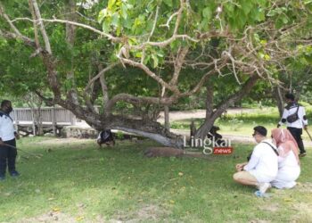 OBJEK WISATA: Pengunjung melihat komodo di Pulau Komodo, Manggarai Barat, NTT, beberapa waktu lalu. (Ant/Lingkar.news)