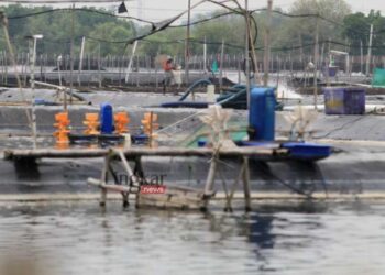Produksi-Turun,-Petambak-Udang-Beralih-Budi-Daya-Rumput-Laut-di-Indramayu
