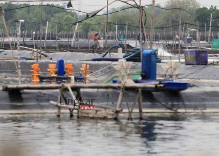 Produksi-Turun,-Petambak-Udang-Beralih-Budi-Daya-Rumput-Laut-di-Indramayu