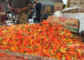 Jelang Ramadhan, Harga Cabai Rawit Tembus Rp 80 Ribu per Kg di Jember