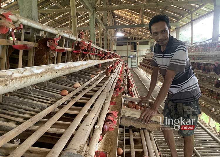 Peternak Ayam di Kudus Keluhkan Harga Telur Alami Penurunan