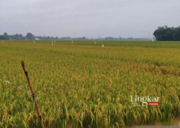 Gagal Panen, Petani Kudus Dihibur Ganti Untung Rp 1,25 Miliar
