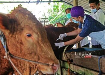 MENYUNTIK: Petugas dari Dinas Ketahanan Pangan dan Pertanian (DKPP) Kota Surabaya menyuntikkan vaksin LSD terhadap hewan ternak di Rungkut, Kota Surabaya, pada Kamis, 8 Juni 2023. (Istimewa/Lingkar.news)