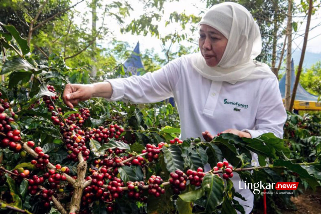 Penghasil Kopi Terbesar di Jatim, Khofifah : Bondowoso Republik Kopi