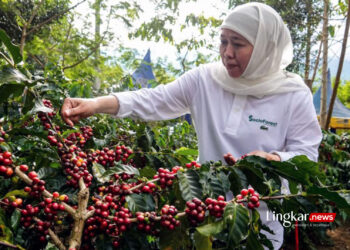 Penghasil Kopi Terbesar di Jatim, Khofifah : Bondowoso Republik Kopi