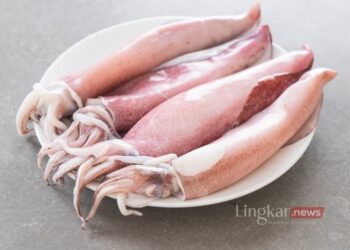 12 Cara Masak Cumi, Pilih Sesuai Selera Kamu
