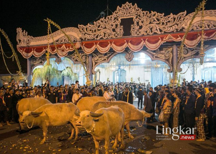 Abdi dalem membawa kerbau bule yaitu peranakan kerbau pusaka Keraton Kyai Slamet untuk mengikuti kirab peringatan Satu Suro di Keraton Kasunanan Surakarta Hadiningrat, Solo, Jawa Tengah, Rabu (19/7/2023). (Antara/Lingkar.news)