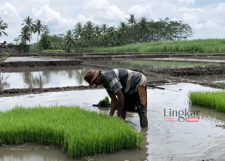 MENYEMAI BIBIT: Seorang petani menyemai bibit sebelum mulai menanam padi di Kecamatan Kepanjen, Kabupaten Malang, Jawa Timur.(Istimewa/Lingkar.news)