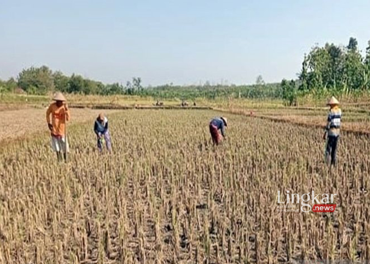 Dispertan Boyolali Terapkan Banyak Program Jaga Produksi Padi saat Kemarau