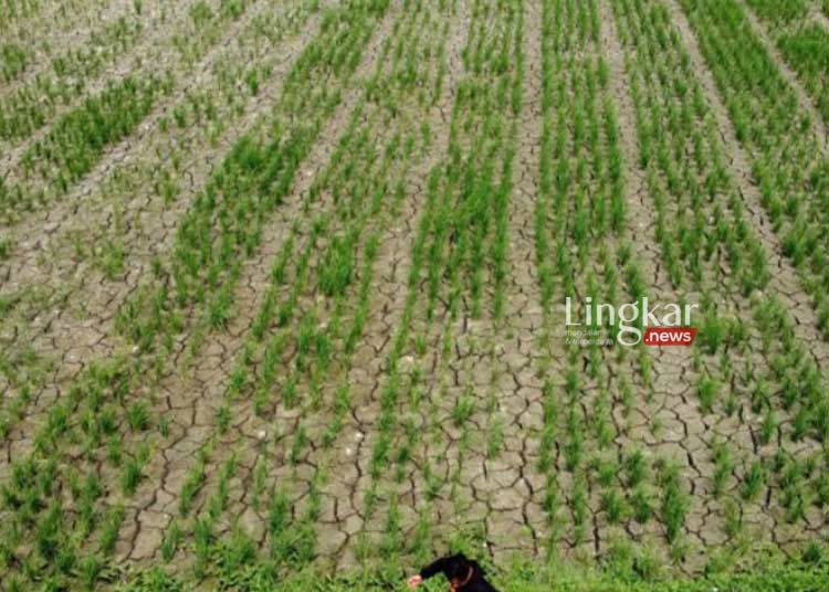 POTRET: Foto udara areal persawahan terdampak bencana kekeringan di wilayah Kecamatan Sukawangi, Kabupaten Bekasi, Jawa Barat. (Antara/Lingkar.news)