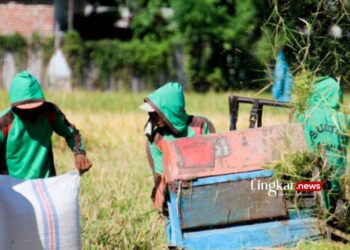 Antisipasi Kekeringan, Pemkab Situbondo Terapkan Sistem Pengairan Sawah Bergilir 17 PANEN: Petani sedang panen padi. (Antara/Lingkar.news)