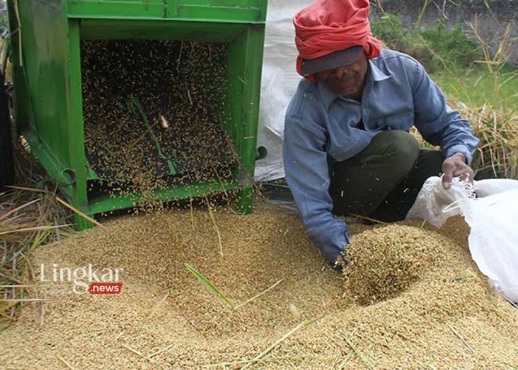 Cegah Impor, Target Produksi Beras RI Naik Jadi 35 Juta Ton Tahun 2024 ...