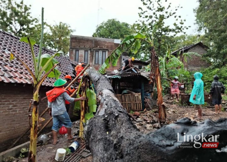 TUMBANG: Proses evakuasi pohon tumbang yang menimpa rumah di wilayah Kabupaten Bantul, Daerah Istimewa Yogyakarta, Jumat, 19 Januari 2024. (Antara/Lingkar.news)