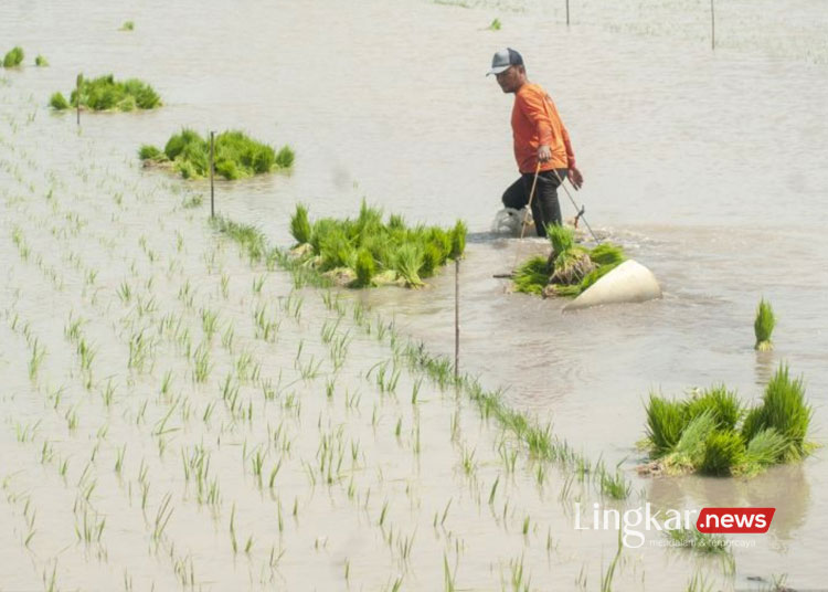 Sawah di Jepang, Korea dan India Makin Luas, Bagaimana Dengan Indonesia?