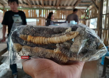 UNIK: Kripik kulit Biawak, kuliner ekstrem dengan cita rasa renyah dan gurih. (Dok. Pribadi/Lingkar.news)