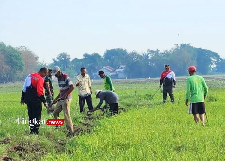 GROPYOKAN: Kegiatan berburu hama tikus dalam rangka menyambut musim taman padi oleh warga Kampung Pisangan Batu, Desa Kertamukti, Kecamatan Cibitung, Kabupaten Bekasi, Jawa Barat, Sabtu, 27 Januari 2024. (Antara/Lingkar.news)