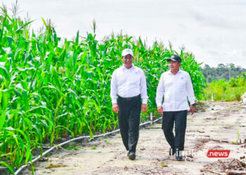 Mengulas Lebih Jauh Proyek Ambisius “Food Estate”