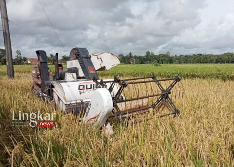 Panen padi di wilayah Kabupaten Bantul, Daerah Istimewa Yogyakarta. (Antara/Lingkar.news)