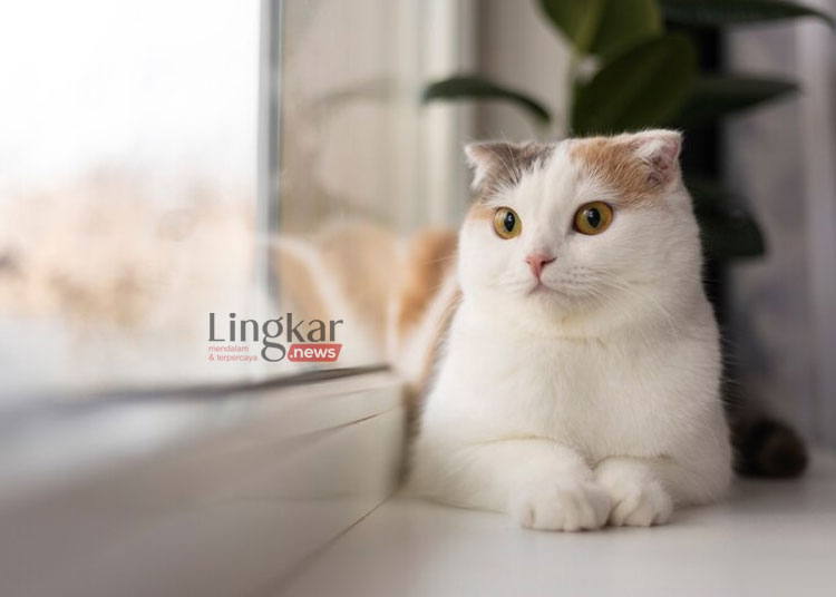 Ilustrasi peliharaan kucing di rumah. (Freepik/Lingkar.news)