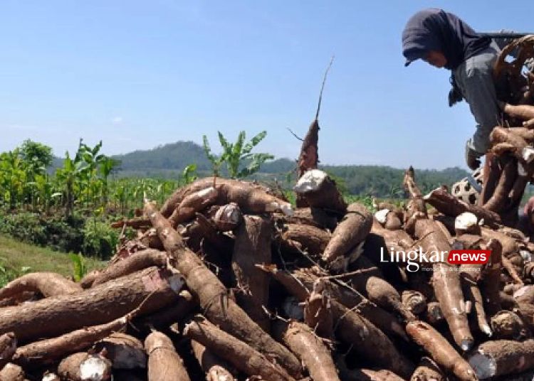 PANEN: Warga memanen ketela pohon di persawahan desa Ngadimulyo, Kedu, Temanggung, Jawa Tengah. (Antara/Lingkar.news)