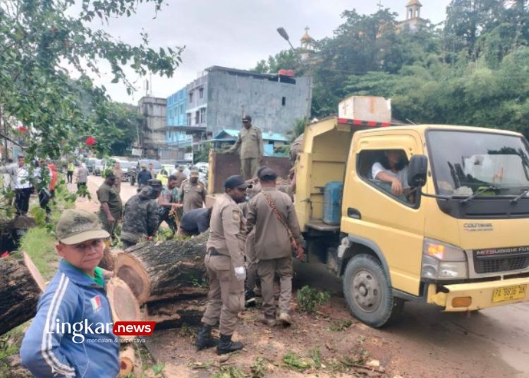 GOTONG ROYONG: Tim BPBD dibantu Satpol PP Kota Jayapura saat membersihkan pohon yang tumbang di bekas Terminal PTC Entrop, Rabu, 20 Maret 2024. (Antara/Lingkar.news)