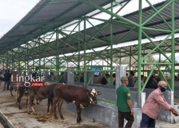Kondisi Pasar Hewan Pengasih, Kabupaten Kulon Progo. (Antara/Lingkar.news)