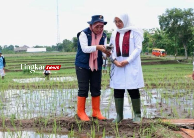 Bupati Banyuwangi Ipuk Fiestiandani (kanan) saat meninjau penggunaan alat uji tanah (Jinawi) di areal persawahan. (Antara/Lingkar.news)