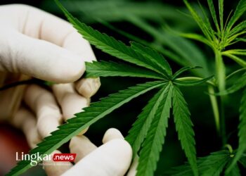 MK Tolak Pelegalan Ganja, Ini Kata BNN