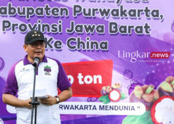 Purwakarta Ekspor Ratusan Ton Manggis Wanayasa ke Tiongkok 11 Purwakarta Ekspor Ratusan Ton Manggis Wanayasa ke Tiongkok