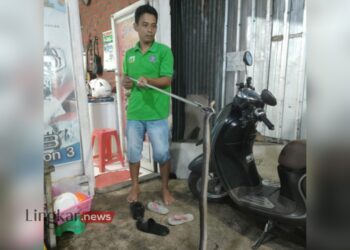 Sigap Tindak Lanjuti Laporan Warga, Satpol PP Demak Evakuasi Ular Berbisa