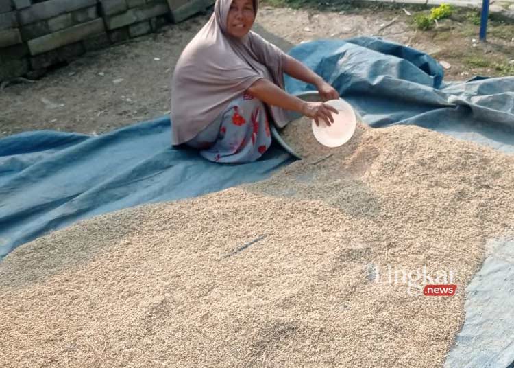 Potret Pelaku Gacong di Banten, Bantu Petani dari Tanam hingga Panen