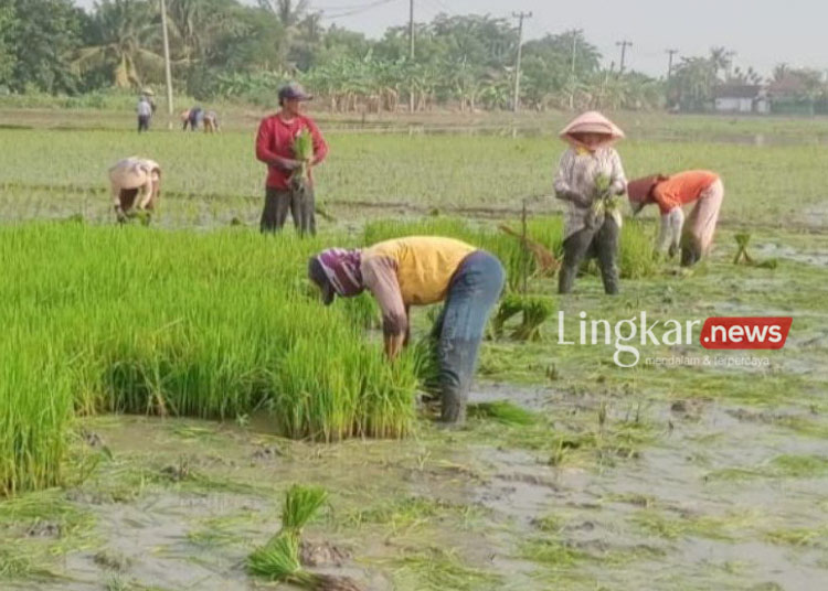 Produksi Beras Nasional Turun Hampir Setengah Juta Ton di 2023