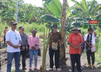 Pemkab Jayapura Minta Masyarakat Pertahankan Tanaman Sagu