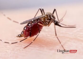 Akumuluasi Kasus DBD di Situbondo Terus Meningkat hingga 309 Pasien 3 ILUSTRASI: Nyamuk aedes aegypti penyebab penyakit demam berdarah dengue. (Antara/Lingkar.news)