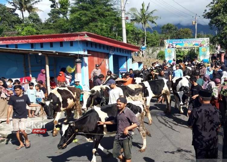 SIAP DIARAK: Ratusan warga saat menyiapkan ternak sapinya untuk diarak keliling kampung pada acara Lebaran Ketupat 2024 di Desa Sruni, Kecamatan Musuk Kabupaten Boyolali, Jawa Tengah. (Antara/Lingkar.news)