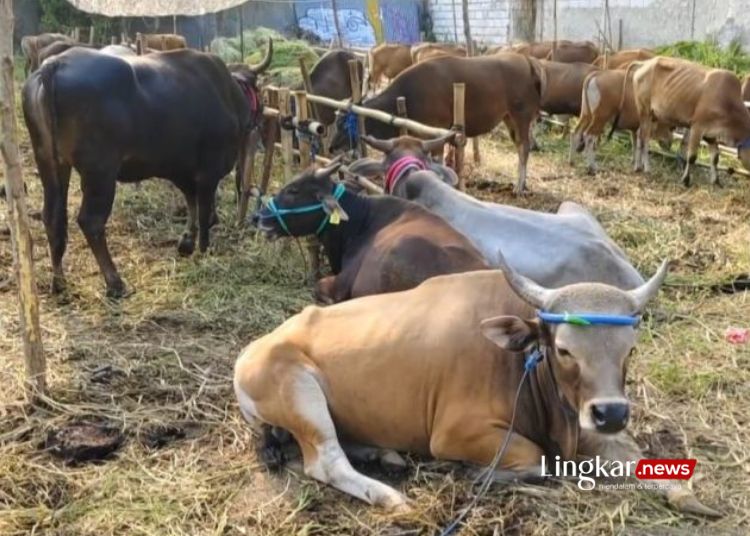 JUAL HEWAN KURBAN: Sejumlah lapak dadakan penjualan hewan kurban mulai bermunculan di Jalan Raya Tigaraksa, Kabupaten Tangerang, Banten. (Antara/Lingkar.news)