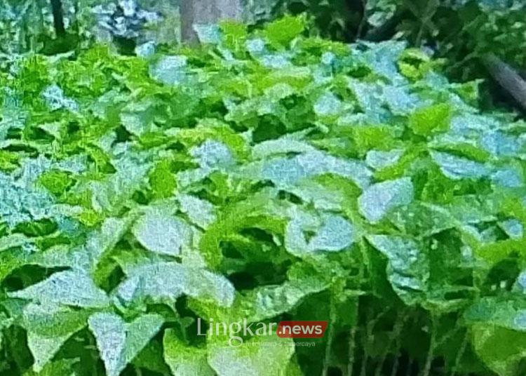 Upaya Kendalikan Inflasi, Orang Asli Papua Didorong Tanam Cabai
