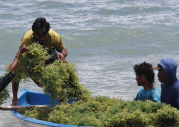 Ada Ribuan Pembudidaya, Modeling Rumput Laut Dikembangkan di Maluku Tenggara