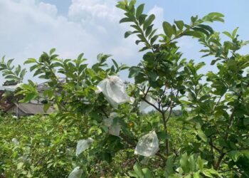 Sensasi Petik Jambu Kristal di Jerukgulung Demak, Gratis Mencicipi Sepuasnya