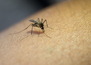 Kasus Malaria di Jayapura Capai 132.539, Paling Tinggi di Koya Barat