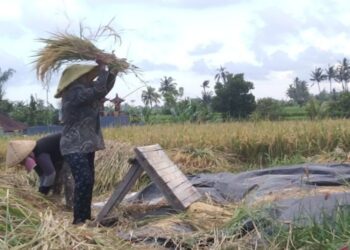 Pemutihan Utang Petani-UMKM, Wamenkop Usul Pembiayaan Lewat Koperasi