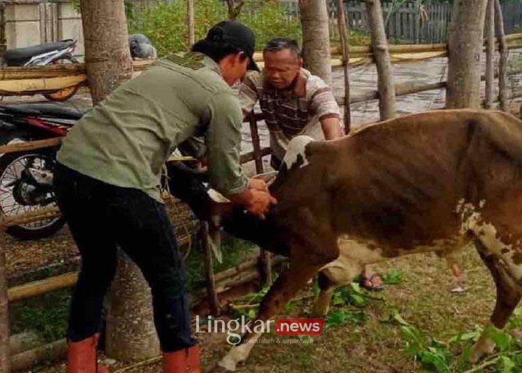 Waspadai Penyebaran Penyakit "Sapi Ngorok", Kementan Galakkan Vaksinasi