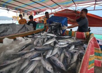 Bantul Siap Jadi Pemasok Ikan untuk Menu Program Makan Bergizi Gratis