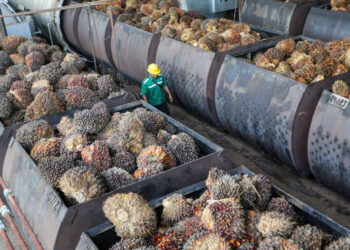 Pemerintah Genjot BBM dari Sawit, Produksi Minyak Goreng Terdampak?