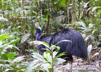 Tiga Burung Kasuari Gelambir Ganda Dilepasliarkan di Hutan Keramat Papua