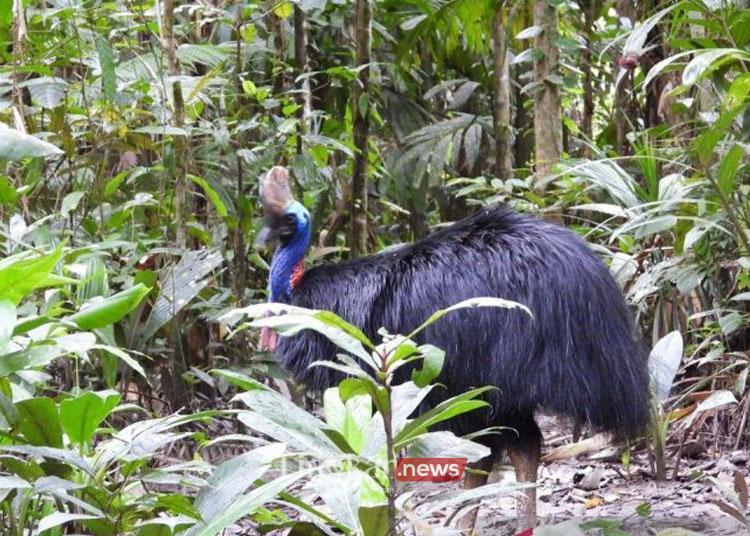 Tiga Burung Kasuari Gelambir Ganda Dilepasliarkan di Hutan Keramat Papua