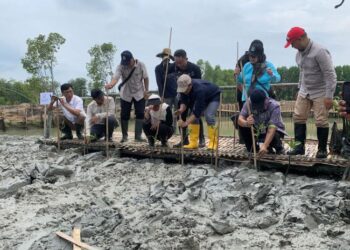 770 Ribu Ha Habitat Mangrove Makin Turun, Abrasi di Pantura Makin Parah