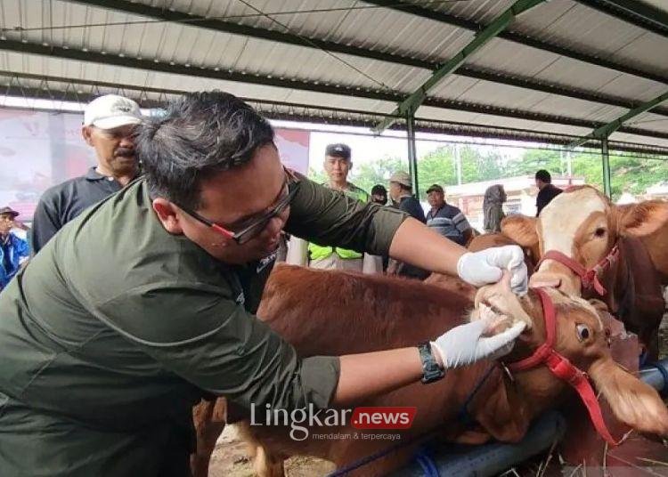 Cegah PMK Meluas, 5 Akses Pengiriman Ternak ke Jateng Diperketat