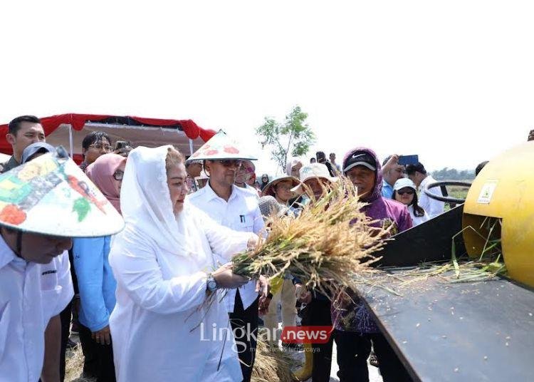 Hadapi Ancaman Rob di Semarang, Pemkot Olah Lahan Salin