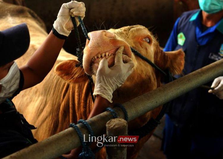 Hindari Penularan PMK, Pembelian Sapi dari Luar Cianjur Wajib Dikarantina